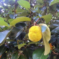 Artocarpus hirsutus Lam.